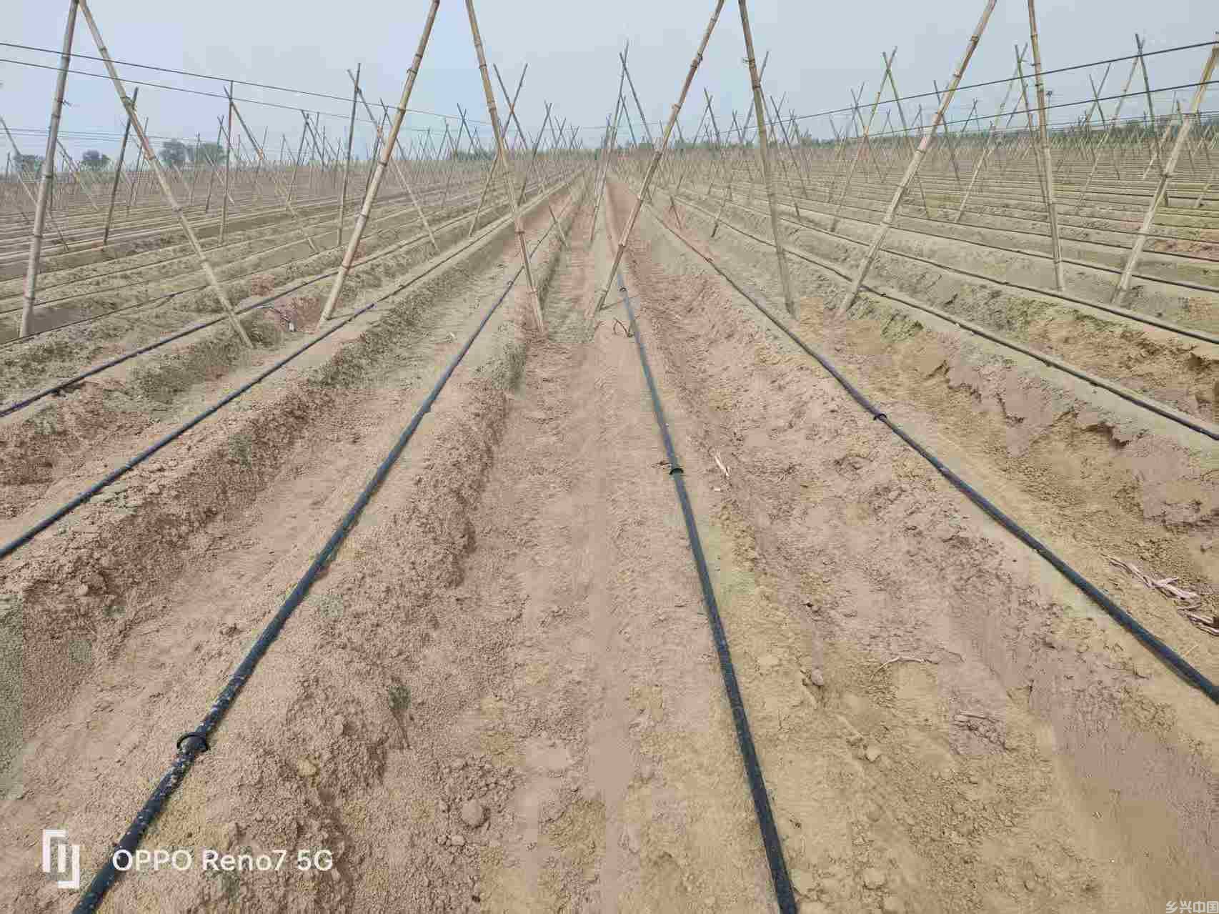 春日黄河滩 铁棍山药栽种忙(图1)