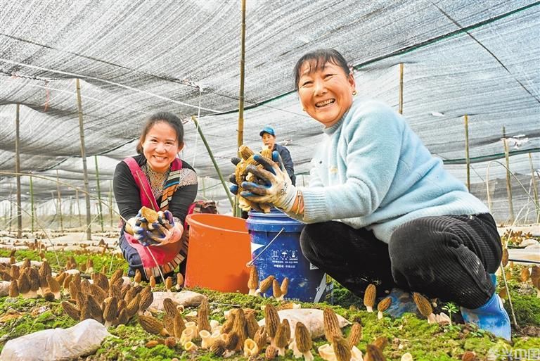 特品生金(图5)