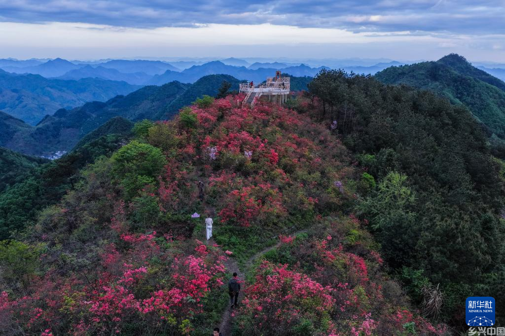 百亩高山杜鹃迎客来(图1)