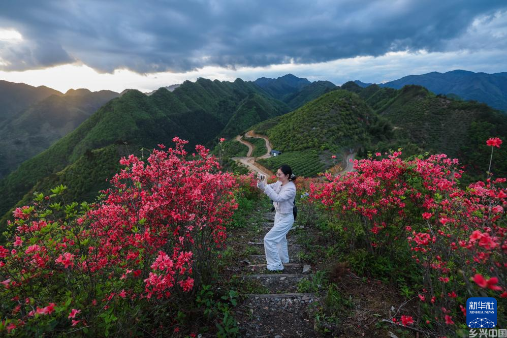 百亩高山杜鹃迎客来(图4)