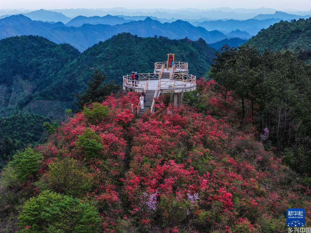 百亩高山杜鹃迎客来(图5)