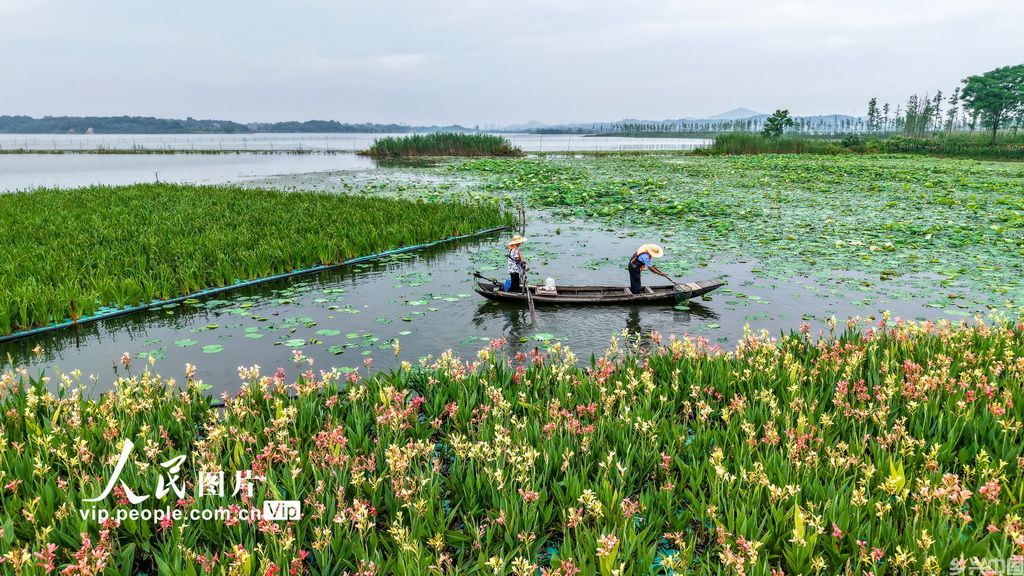 湖北浠水:策湖湿地护清波
