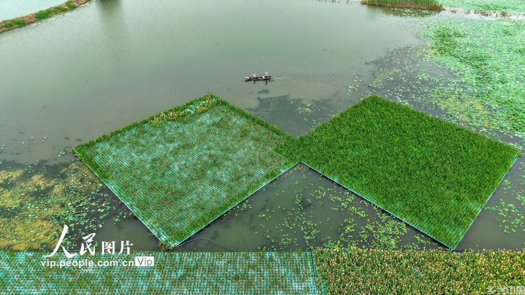 湖北浠水:策湖湿地护清波【2】