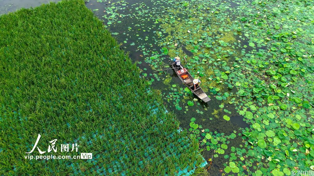 湖北浠水:策湖湿地护清波【4】