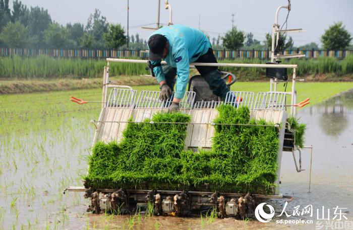山东省济南市吴家堡黄河大米种植区迎来了插秧时节。与往年不同,今年智能农机成为了主角。 人民网记者 宋翠摄