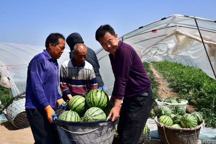 瓜农把采摘的西瓜装筐。张壮伟摄