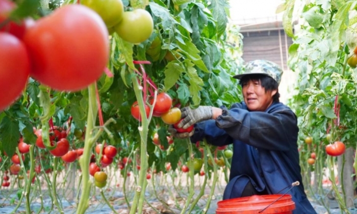 山东临邑：初冬时节大棚西红柿收获忙