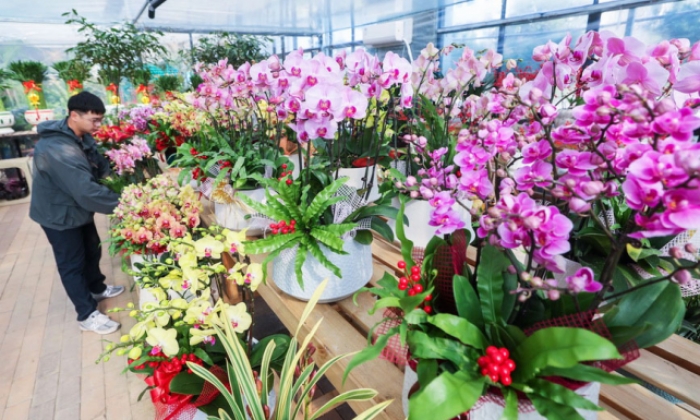 年宵花开启销售旺季 五彩花卉扮靓新年