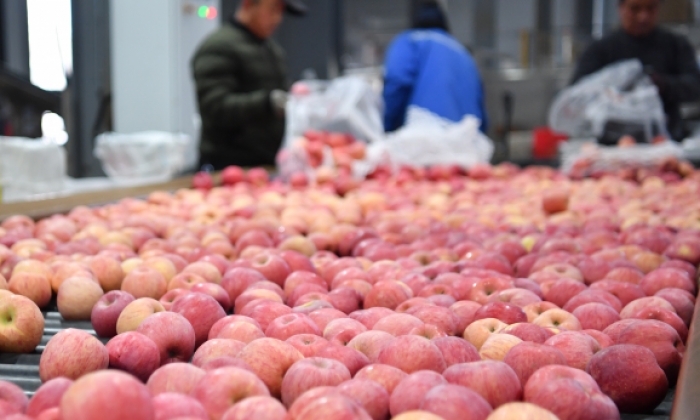 陕西洛川：苹果之乡迎来销售旺季