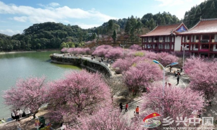 福建福州：梅花绽放迎游客