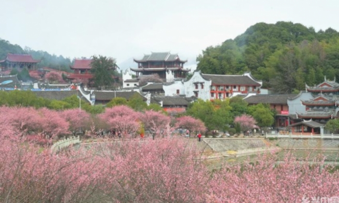 福州：千年古刹举办梅花文化节