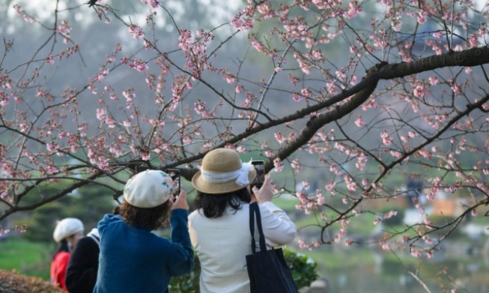 2024武汉东湖樱花节开幕