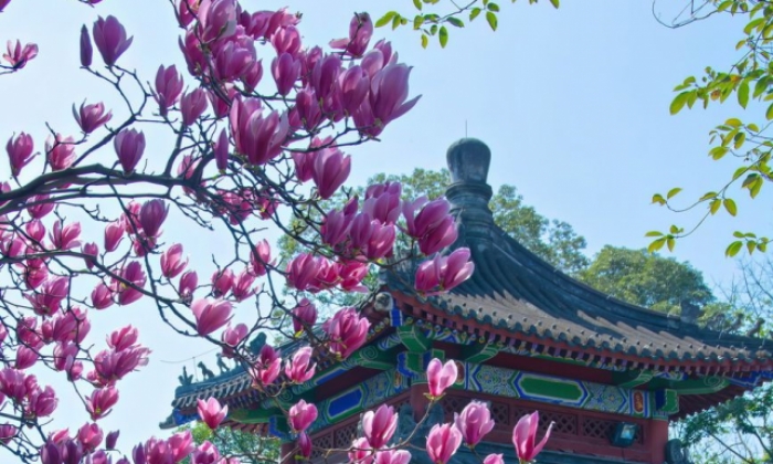 四川成都：武侯祠玉兰花盛开