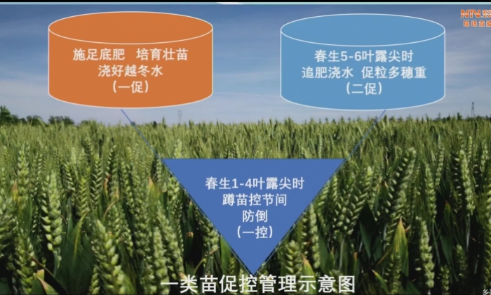 针对不同苗情，肥水分类管理-