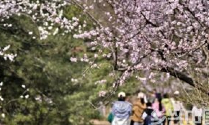 北京：踏青赏花度周末