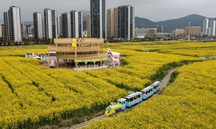 浙江乐清：油菜花开 田园如画