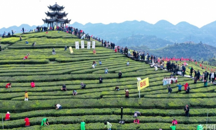 茶园景区赛采茶