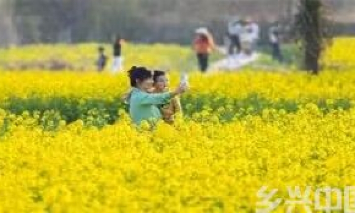 南京江宁：油菜花开 春意盎然