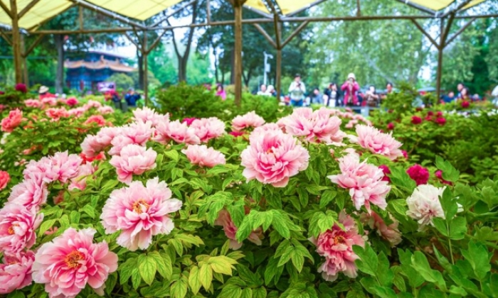 河南洛阳：牡丹花开倾城美 赏花游园正当时