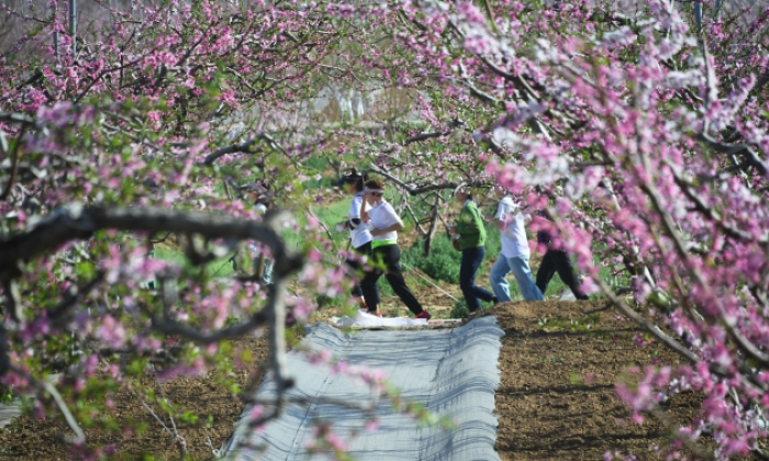 北京：第二十六届北京平谷国际桃花节开幕