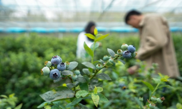 安徽郎溪：1部手机照料50亩蓝莓
