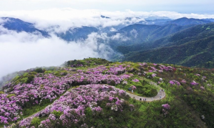 湖南双牌 ：杜鹃花开迎客来