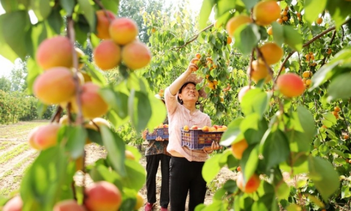 河南开封：金黄“幸福果” 助力群众增收致富