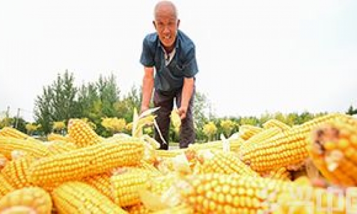 山东滨州：玉米归仓农事忙