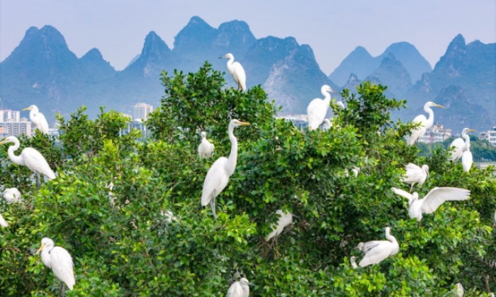 广西贺州：白鹭栖息爱莲湖