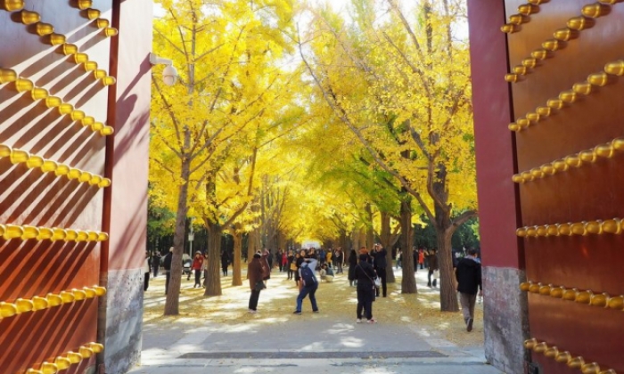 北京：地坛公园秋色浓