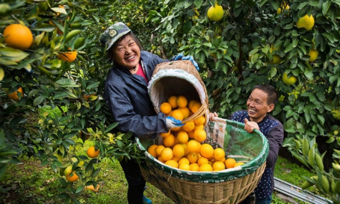 收获橙子 销往各地