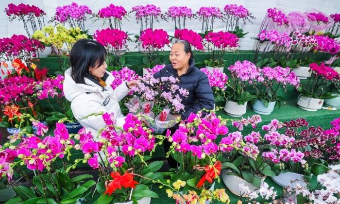 年宵花热销迎新年