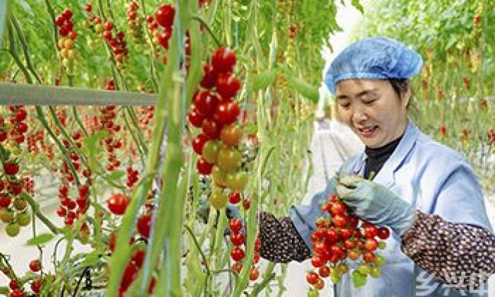 打造生态智慧农业
