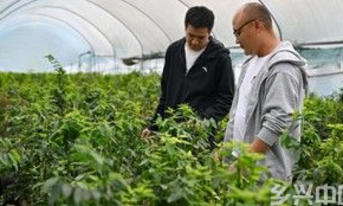 海南五指山：大棚野菜助增收