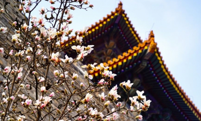 故宫东华门玉兰花绽放