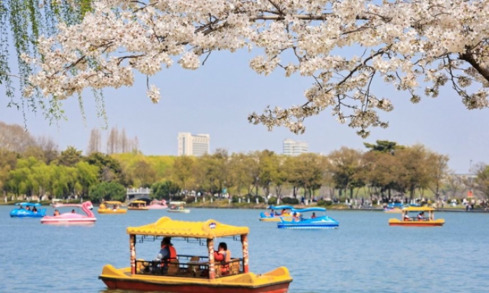 江苏南京：樱花绽放