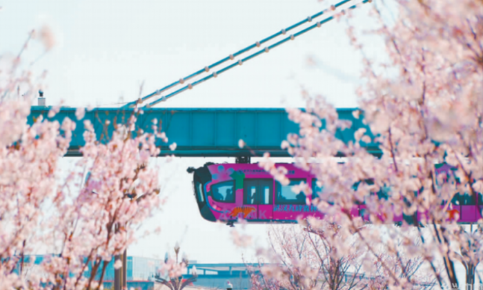 花动江城