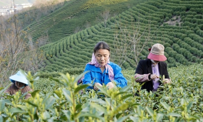 浙江安吉：安吉白茶正式开采