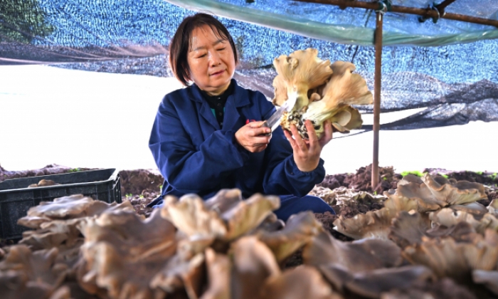 灵芝菇丰收助增收