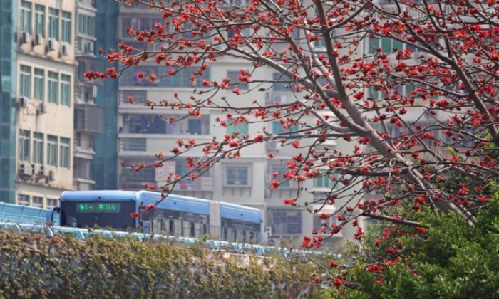 火红木棉扮靓城市