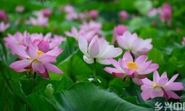 山东郯城：“口袋公园”荷花争艳