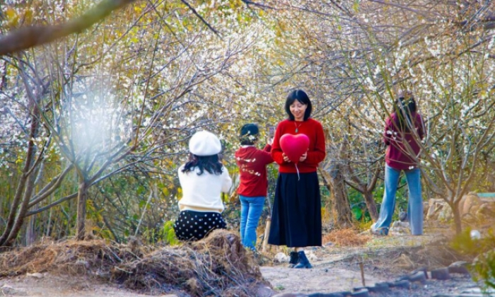 福建永泰：漫山“雪”色  梅香引客来