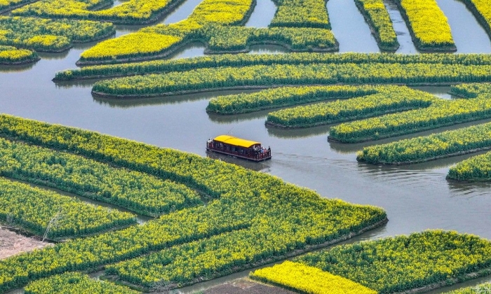 江苏兴化：千垛黄花迎客至 生态文旅绘春图