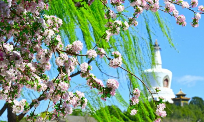北京北海公园海棠花开