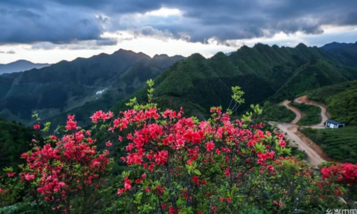 百亩高山杜鹃迎客来