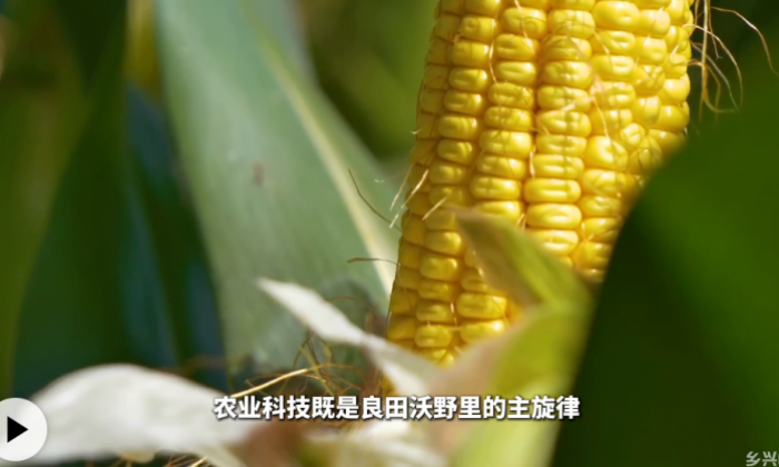 黑土地保护与粮食高产有了绿色