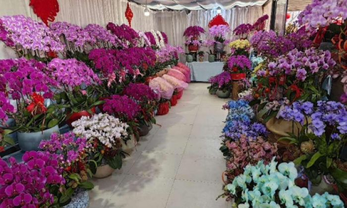 年宵花就来这里买