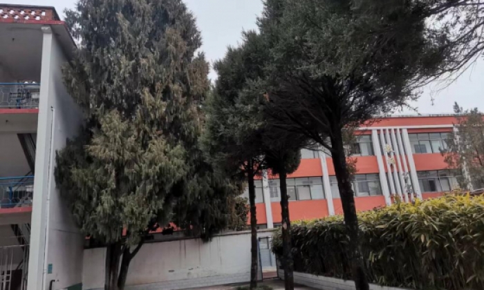 香柏苍劲