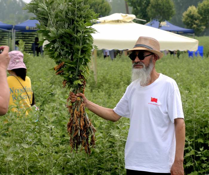 11《与艾同行》  张书栋摄   2021年6月  拍摄于：洛阳市汝阳县艾草基地  - 副本.jpg